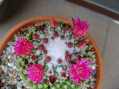 Mammillaria polythele cv. Stachellos