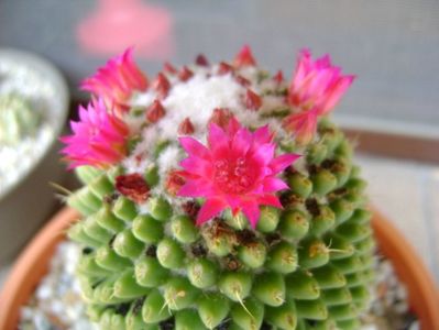 Mammillaria polythele cv. Stachellos