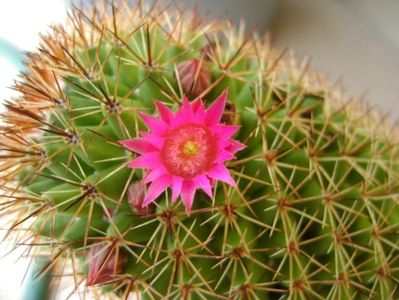 Mammillaria backebergiana