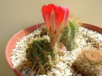 Lobivai aculeata (Echinopsis pentlandii)