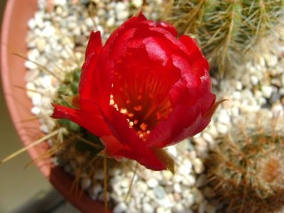 Lobivai aculeata (Echinopsis pentlandii)