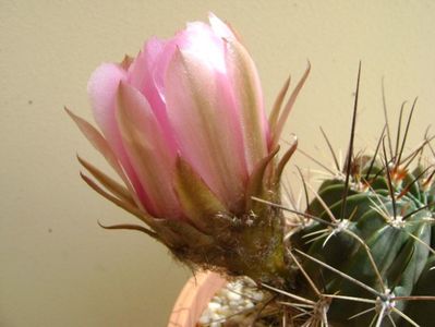 Lobivia jajoiana cv. anemone (Echinopsis marsoneri)