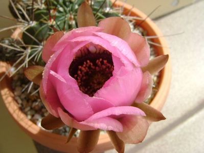 Lobivia jajoiana cv. anemone (Echinopsis marsoneri)