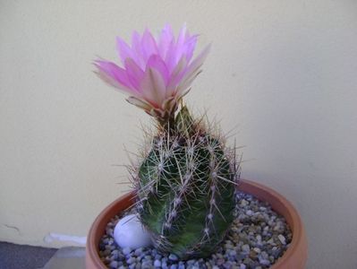 Thelocactus bicolor ssp. pottsii