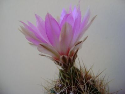 Thelocactus bicolor ssp. pottsii