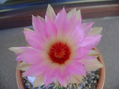 Thelocactus bicolor ssp. pottsii