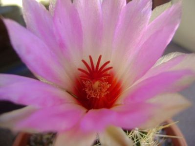 Thelocactus bicolor ssp. pottsii