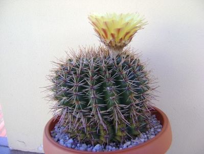 Parodia tabularis ssp. bommeljei (Notocactus bommeljei)