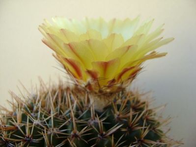 Parodia tabularis ssp. bommeljei (Notocactus bommeljei)