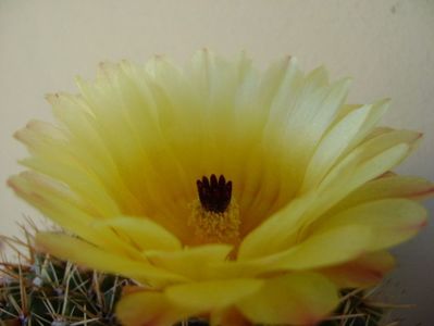 Parodia tabularis ssp. bommeljei (Notocactus bommeljei)