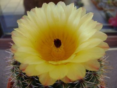 Parodia tabularis ssp. bommeljei (Notocactus bommeljei)