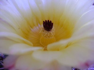 Parodia tabularis ssp. bommeljei (Notocactus bommeljei)