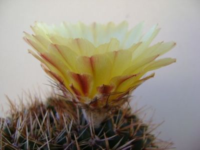 Parodia tabularis ssp. bommeljei (Notocactus bommeljei)