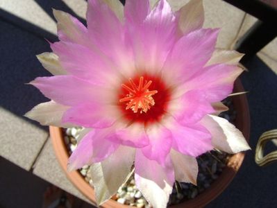 Thelocactus bicolor ssp. pottsii