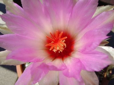 Thelocactus bicolor ssp. pottsii