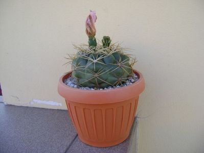 Gymnocalycium monvillei; replantat
