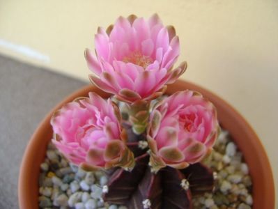 Gymnocalycium friedrichii