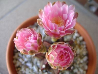 Gymnocalycium friedrichii