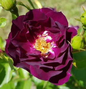 Midnight Blue (Tufa); Average rating: EXCELLENT. Bred by Tom Carruth (United States) Shrub. Strong, clove, spice fragrance. Blooms in flushes throughout the season. Height of (60 to 80 cm).
