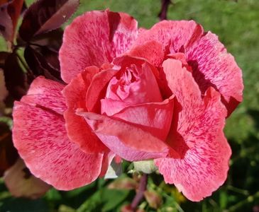 Pierre Cardin (Tufa); Bred by Alain Meilland (France).
Hybrid Tea.  
Strong fragrance.  
Bloom inflush thru the season.
Height (80 to 100 cm).
