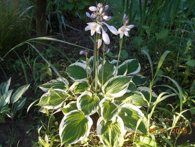 hosta patriot