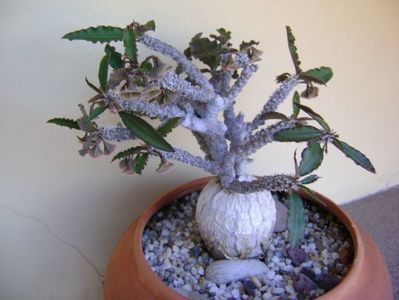 Euphorbia suzannae-marnierae