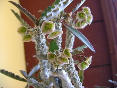 Euphorbia suzannae-marnierae