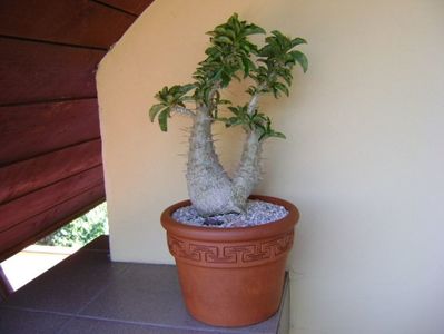 Pachypodium saundersii; replantat
