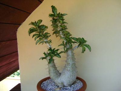 Pachypodium saundersii; replantat
