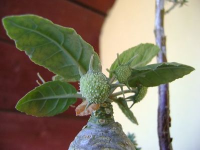 Dorstenia foetida