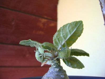 Dorstenia foetida