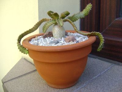 Euphorbia stellata