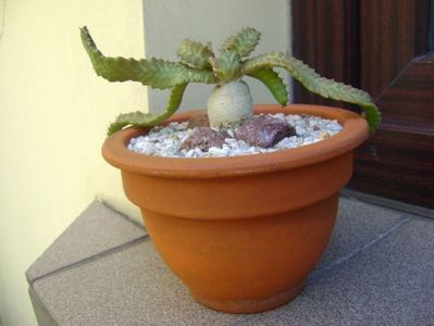 Euphorbia stellata