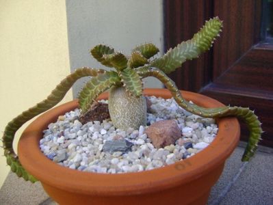 Euphorbia stellata