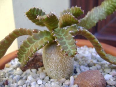 Euphorbia stellata