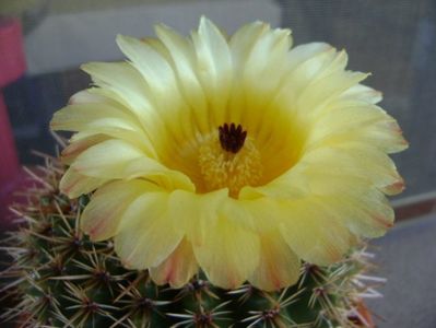 Parodia tabularis ssp. bommeljei (Notocactus bommeljei)