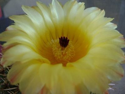 Parodia tabularis ssp. bommeljei (Notocactus bommeljei)