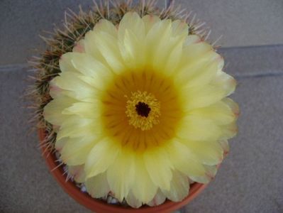 Parodia tabularis ssp. bommeljei (Notocactus bommeljei)