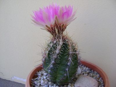 Thelocactus bicolor ssp. pottsii