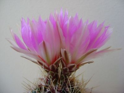 Thelocactus bicolor ssp. pottsii