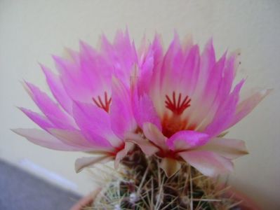 Thelocactus bicolor ssp. pottsii