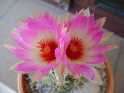 Thelocactus bicolor ssp. pottsii