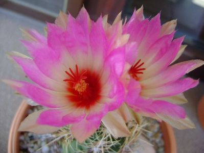 Thelocactus bicolor ssp. pottsii