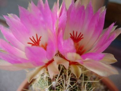 Thelocactus bicolor ssp. pottsii