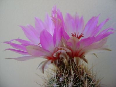 Thelocactus bicolor ssp. pottsii