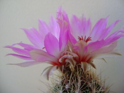 Thelocactus bicolor ssp. pottsii