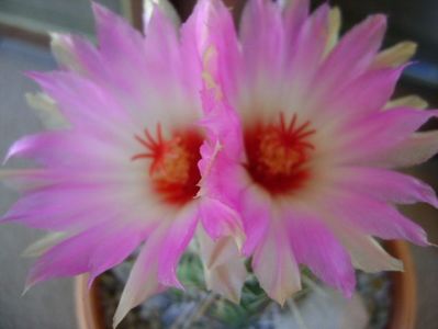 Thelocactus bicolor ssp. pottsii