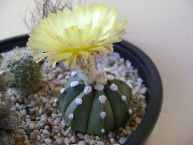 Astrophytum asterias