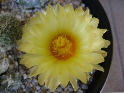 Astrophytum asterias