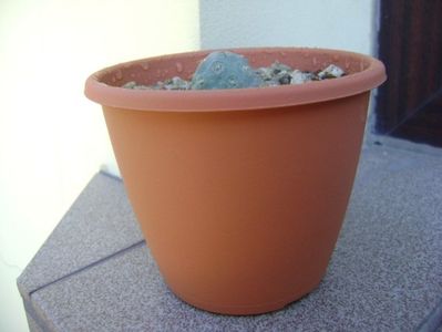 Tephrocactus geometricus